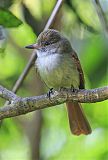 Rufous-tailed Flycatcher